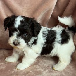 Cookie - Chocolate female Havanese puppy in Maryville, Missouri from Dreamworks Havanese