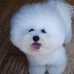 Bailey - Bichon Frise