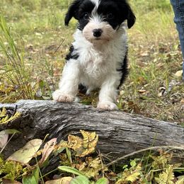 Chinese Crested Puppies from Bare Nakeys