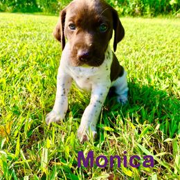 Monica - White and liver female German Shorthaired Pointer puppy in Spring Valley, Wisconsin from Filipiak Breeders