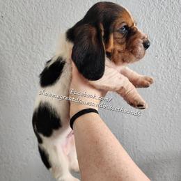Walrus - Black white and brown male Basset Hound puppy in Alton, Illinois from Show Me Great Danes and Basset Hounds