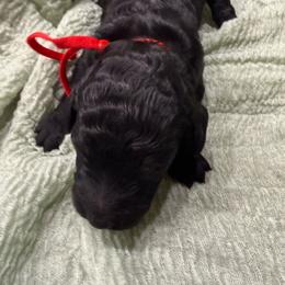 Boy 2 - Black male Poodle puppy in Mountain View, Arkansas from Ramer’s Spring Poodles