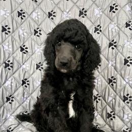 White boy - Silver male Poodle puppy in East Wenatchee, Washington from Stylish Standards