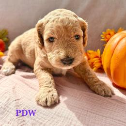 Purple Collar Girl - Apricot female Goldendoodle puppy in Conway, South Carolina from Poodle Doodle World