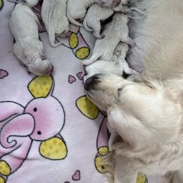 4th Pick Female - Light golden female Golden Retriever puppy in Sarasota, Florida from Platinum Paws Puppies