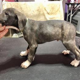 Mountain Cur Puppies from Walnut Ridge Mountain Curs
