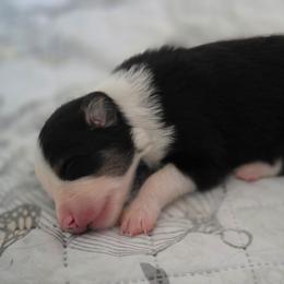 Glory - Tri-color female Border Collie puppy in Watsontown, Pennsylvania from Kate Gresham