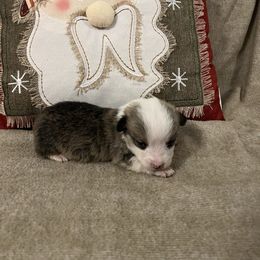 Red boy 1 - Red male Pembroke Welsh Corgi puppy in Waxahachie, Texas from 4G Farms Corgi’s