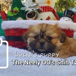Cashmere - Brindle Shih Tzu puppy in North Houston/Spring, Texas from The Neely OO's Shih Tzus