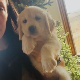 Girl-lime green collar - Light golden female Golden Retriever puppy in Loveland, Colorado from Grateful Bernese & Gage's Goldens