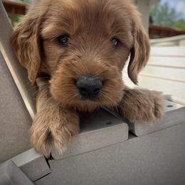 Goldendoodle Puppies from Doodifuldoods