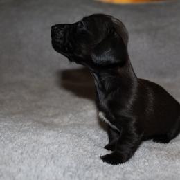 Shrek - Chocolate male Dachshund puppy in Kilgore, Texas from The Barefield Doxies