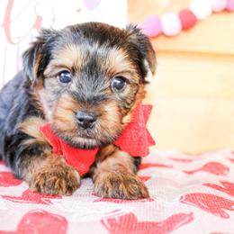Harvy - Black and tan male Yorkshire Terrier puppy in Hugo, Oklahoma from Ann R.