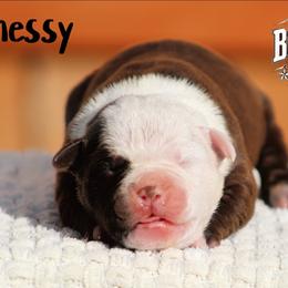 Hennessy - White and brown male American Bulldog puppy in Vancouver, Washington from Blackwell's Bulldogs