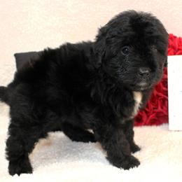 Rose - Black and white female Aussiedoodle puppy in Stokesdale, North Carolina from His and Hers Poodles and Doodles