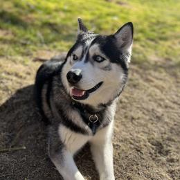 Rambo - Siberian Husky