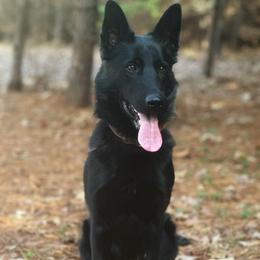 Ren - German Shepherd