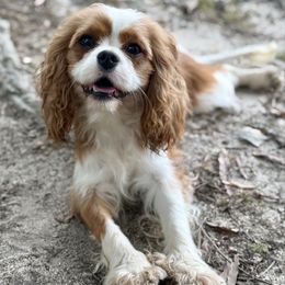Tessa - Cavalier King Charles Spaniel