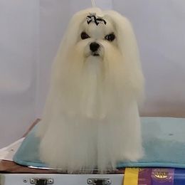 Frenchy - Maltese