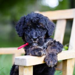 Red collar - Tri-color male Bernedoodle puppy in Spokane, Washington from Doodle Love