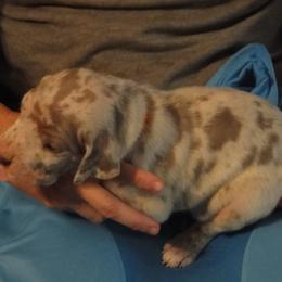 Cardigan Welsh Corgi and Great Dane Puppies from Red Oak Farm and Kennel