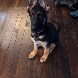 German Shepherd Puppies from Frankenhaus German Shepherds
