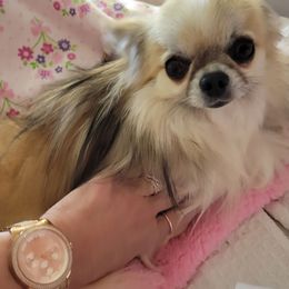 Ace - Chihuahua
