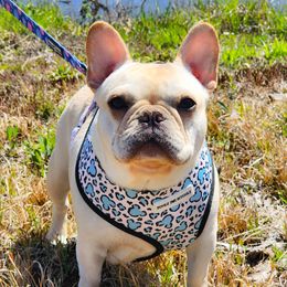 Tessie - French Bulldog