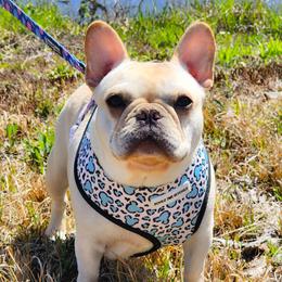 Tessie - French Bulldog