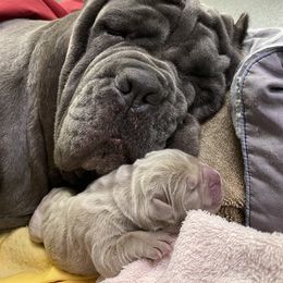 Neapolitan Mastiff Puppies from Consigliere Mastino