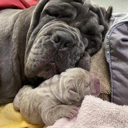 Neapolitan Mastiff Puppies from Consigliere Mastino