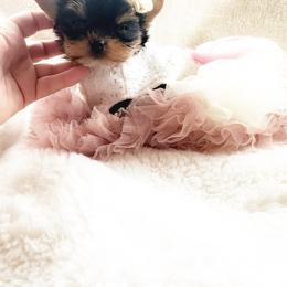 Mini - Black and gold female Yorkshire Terrier puppy in Azle, Texas from Texas Star Unique Yorkies