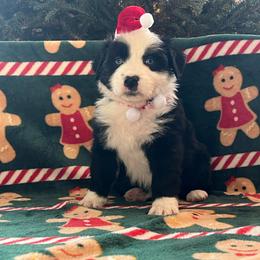 BBF - 2 blue eyes - Black & white female Miniature Australian Shepherd puppy in Connelly Springs, North Carolina from Appalachian Aussies
