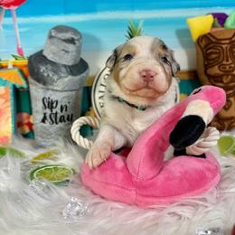 Mojito - Blue merle female Australian Shepherd puppy in Fredericksburg, Virginia from Cooper Ridge Aussies