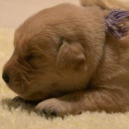 Coswald's El Dorado - Tan male Working Dog Cross puppy in Ball Ground, Georgia from Coswald's