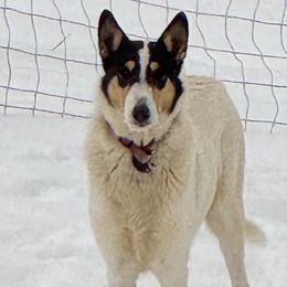 Royal - Collie