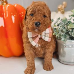 LINUS - Red  male Goldendoodle puppy in Iola, Texas from Supreme Doodles of Texas