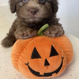 Bear - Brown male Poodle puppy in Anaheim, California from Kayla's K9s