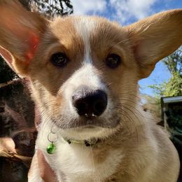 Boy 4 - Red male Pembroke Welsh Corgi puppy in Ridgeland, South Carolina from FOF Lowcountry Corgis