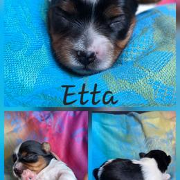 Etta - Black tan and white female Biewer Terrier puppy in Brilliant, Ohio from ORBiT Ohio River Biewer Terriers