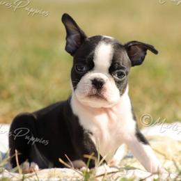 AKC 'Tessa' - Black and white female Boston Terrier puppy in Lamar, Missouri from Marti Acres ~ Boston Terrier & Beagles