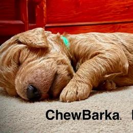 Chewbarka - Red  male Poodle puppy in Stanley, Wisconsin from McJare's Puppy Palace