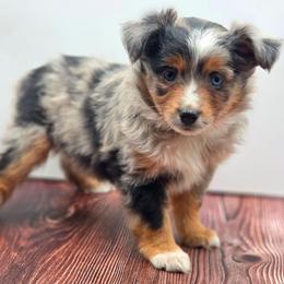 Crystal - Blue merle female Miniature American Shepherd puppy in Carmichael, California from Aloe Aussies