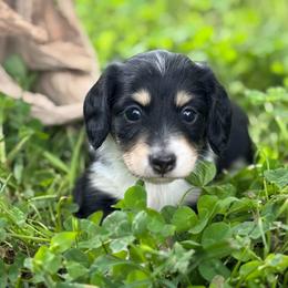Black 1 -2150 - Black and cream female Dachshund puppy in Nashville, Arkansas from Whisenhunt Farms