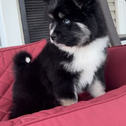 Pomsky Puppies from PomskyParadise