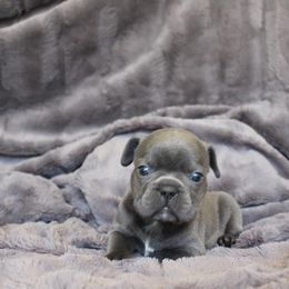 French Bulldog Puppies from Perfect Fit Frenchies