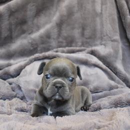 French Bulldog Puppies from Perfect Fit Frenchies