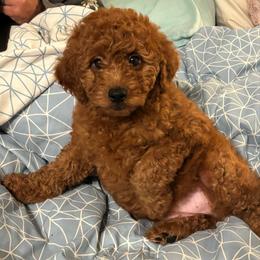Fern - Red  female Goldendoodle puppy in Arcadia, California from Ginger Doodles