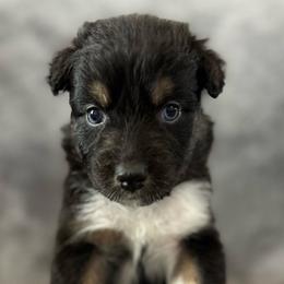 Bambi Girl-5 - Black tri-color female Australian Shepherd puppy in Mena, Arkansas from Fat-Bottom Farms