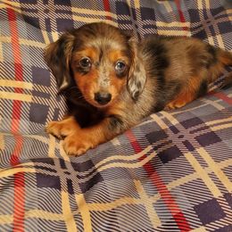 Gwen - Dapple female Dachshund puppy in Delaware, Oklahoma from Lauren Shipley